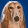 Afghanischer Windhund