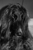 Afghanischer Windhund, Shania