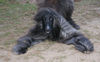 Afghanischer Windhund, unser Schaninchen