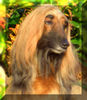Afghanischer Windhund, Bisura-nusur az Tarnak