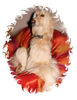 Afghanischer Windhund, meine Prinzessin