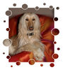 Afghanischer Windhund, meine Prinzessin