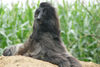 Afghanischer Windhund, Shania