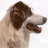 Aidi, Chien de l'Atlas, Berger de l'Atlas, Marokkanischer Sch�ferhund