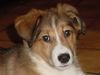 Aidi, Telma � 4 mois