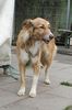 Aidi, Cane-gefunden in der T�rkei