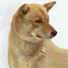 Ainu-Hund, Ainu Inu, Hokkaido-Hund, Hokkaido-Ken Ainu-Hund, Ainu Inu, Hokkaido-Hund, Hokkaido-Ken