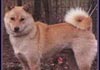 Ainu-Hund