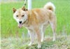 Ainu-Hund
