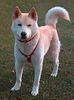 Ainu-Hund