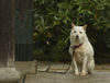 Ainu-Hund, Ainu Hund bewacht Tempel in Japan