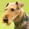 Airedale-Terrier, Waterside-Terrier Airedale-Terrier, Waterside-Terrier