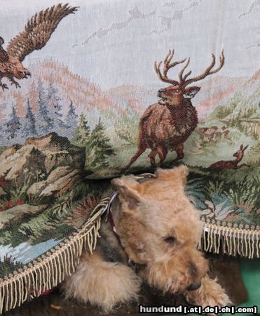 Airedale-Terrier Inkas Jagd-Tr�ume....so gesehen und festgehalten von Schweizer Touristen