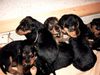 Airedale-Terrier, Welpen 3 Wochen