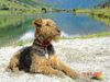 Airedale-Terrier, ..nach dem Bad das Sonnenbad..Inka vom Musikwinkel