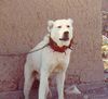 Akbash, My big Browny