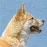 Akita Inu Akita Inu