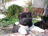 Akita Inu, American Akita Baby