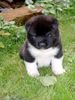 Akita Inu, American Akita C�sar