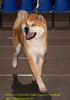 Akita Inu, INOCHI-O KAKERU Halne Wzgorze