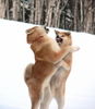 Akita Inu, wolves: INOCHI and IZUMI Halne Wzgorze