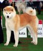 Akita Inu, World Junior Winner'08 - TAKUMASHISA Halne Wzgorze