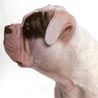 Alapaha Blue Blood Bulldog Alapaha Blue Blood Bulldog