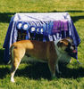 Alapaha Blue Blood Bulldog, Gypsy with ribbons  Alapahas are great show and obediance dogs