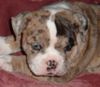 Alapaha Blue Blood Bulldog, Alapaha pup, these are great kid dogs