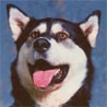 Alaskan Malamute Alaskan Malamute