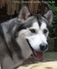 Alaskan Malamute, Biisaiyoyaq Sheena of Arctic Flowers