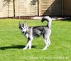 Alaskan Malamute, Chaya Tadewi of Arctic Flowers, 3 Monate alt