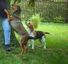 Alpenl�ndische Dachsbracke