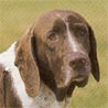 Altd�nischer Vorstehhund, Gammel Dansk Honsehund