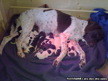 Altd�nischer Vorstehhund Erster Wurf in Deutschland vom 01.11.2010
