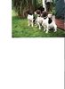 Altd�nischer Vorstehhund, Treffen in Heek bei Fam. Wensing