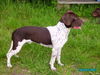 Altd�nischer Vorstehhund, Rico, erster Zuchtr�de in Deutschland 