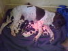 Altd�nischer Vorstehhund, Erster Wurf in Deutschland vom 01.11.2010