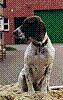 Altd�nischer Vorstehhund, H�ndin Edda von Ludger Wensing aus Heek