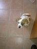 American Bulldog, unsere sunny,3 monate alt