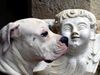 American Bulldog, 2 Engel