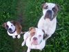 , 3 kleine m�use