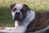 American Bulldog,  Luke 