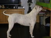 American Bulldog, SMB - La Femme Fatale