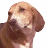 American Foxhound