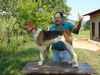 American Foxhound, Canoa, American Foxhound do Brazil