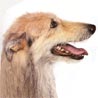 American Staghound American Staghound