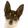American Toy Terrier, Amerikanischer Zwergterrier, Toy Fox Terrier, Amertoy American Toy Terrier, Amerikanischer Zwergterrier, Toy Fox Terrier, Amertoy