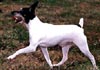American Toy Terrier