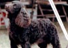 American Water Spaniel